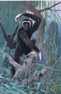 Weißhandgibbon, aus Die Tierwelt der Welt, veröffentlicht von Frederick Warne & Co, ca. 1900 von Wilhelm Kuhnert