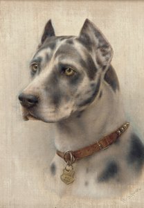 Der Kopf eines Dobermanns