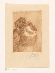 Studie einer Taube von Willem Hendrik Bik (signed by artist)