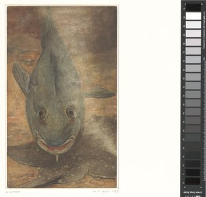 Fisch von vorne gesehen
