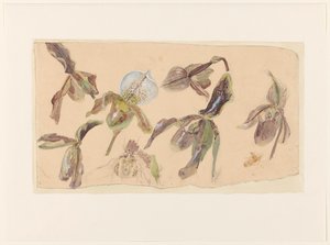 Sieben Studien von Orchideen