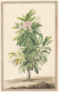Schmalblättriger Löffelbaum in Landschaft (Kalmia Angustifolia)