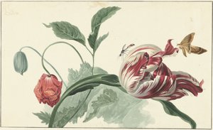 Tulpe und Mohnblume von Willem van Leen (attributed to)