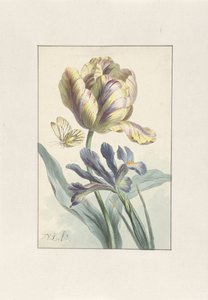 Tulpe und Iris