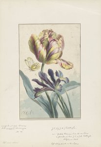 Tulpe und Iris