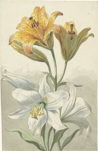 Gelbe und weiße Lilien