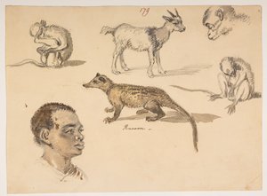 Männerkopf, Waschbär, Ziege und Affen, aus einem Album von 372 Zeichnungen von Landschaften, Küstenlinien, Kostümen und Alltagsleben während der Botschaft von Lord Macartney an den Kaiser von China, zwischen 1792 und 1794