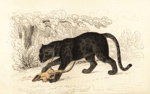 Schwarzer Jaguar, Panthera pardus (Gravur)
