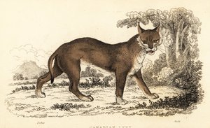 Kanadischer Luchs, Lynx canadensis, 1834 (Gravur)