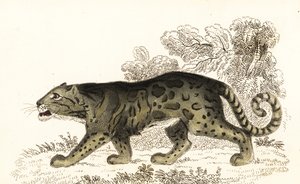 Nebelparder, Neofelis nebulosa