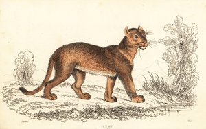 Puma, Puma concolor, 1834 (Gravur)