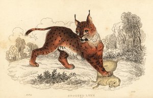 Eurasischer Luchs, Lynx lynx, 1834 von William Alexander Forbes