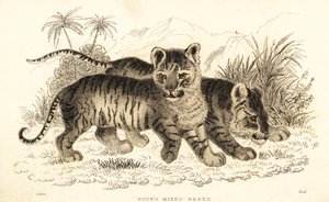 Hybride Löwen- und Tigerjungen, 1834 (Gravur) von William Alexander Forbes