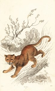 Jaguarundi, Puma yagouaroundi, 1834 (Gravur)