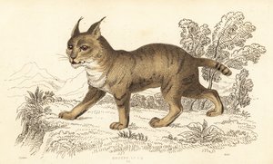 Dschungelkatze, Felis chaus, 1834