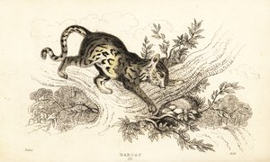 Margay, Leopardus wiedii, 1834 von William Alexander Forbes