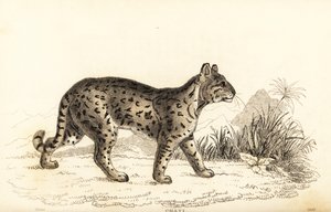 Ozelot, Leopardus pardalis mitis, 1834