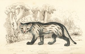 Pampaskatze oder Pantanal, Leopardus colocola, 1834