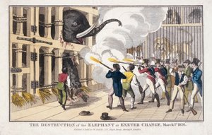 Die Zerstörung des Elefanten, zerstört in Exeter 