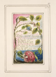 Die kranke Rose: Tafel 40 aus 
