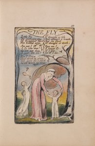 Lieder der Unschuld und der Erfahrung, Tafel 37, Die Fliege (Bentley 40) von William Blake