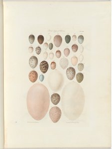 Vogeleier von Victoria. Das unveröffentlichte Foliobuch Australia Terra Cognita von William Blandowski. 1855-56