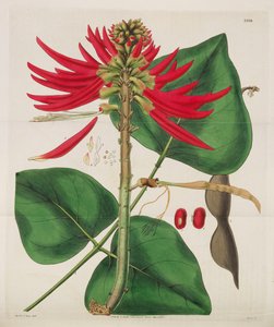 Botanisches Magazin, 1787-1833
