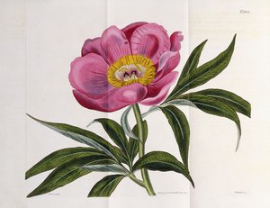 Illustration, Nummer 2264, aus "The Botanical Magazine", 1787-1826