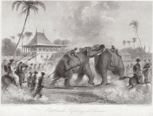 Kämpfende Elefanten in Lucknow