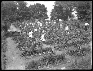 Kinder arbeiten im Schulgarten von Isham Park, New York City, 16. August 1915 von William Davis Hassler