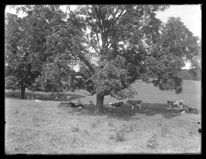 Kühe ruhen unter einem Baum, wahrscheinlich die McCready-Farm, Crawford County, Pennsylvania, ca. 1913