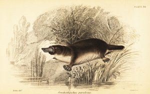 Schnabeltier, Ornithorhynchus anatinus