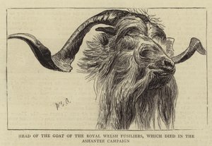 Kopf der Ziege der Royal Welsh Fusiliers, die im Ashantee-Feldzug starb