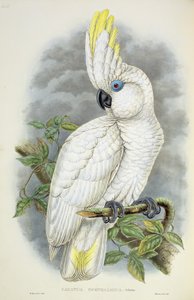 Blauäugiger Kakadu
