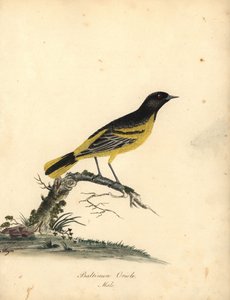 Baltimoretrupial, Icterus galbula. (Baltimoretrupial, Oriolus baltimore) Handkolorierter Kupferstich einer Illustration von Matilda Hayes aus William Hayes