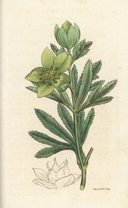 Grüne Nieswurz, Helleborus viridis. Handkolorierter Kupferstich von James Sowerby aus James Smiths English Botany, London von William Hayes