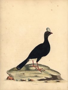 Hornhokko, Pauxi unicornis. Gefährdet. Handkolorierter Kupferstich von William Hayes aus Portraits of Rare and Curious Birds from the Menagery of Osterly Park von William Hayes