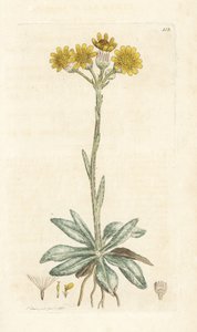 Berg-Greiskraut, Tephroseris integrifolia. Handkolorierter Kupferstich von James Sowerby aus James Smiths English Botany, London von William Hayes
