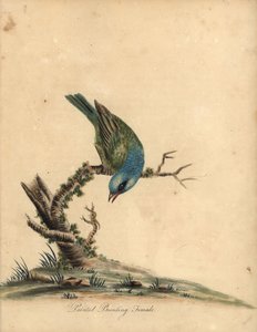 Gemalter Ammer, Passerina ciris, Weibchen. Handkolorierte Kupferstichgravur einer Illustration von William Hayes aus Portraits of Rare and Curious Birds from the Menagery of Osterly Park von William Hayes