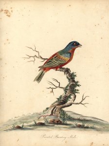 Papstfink, Passerina ciris, Männchen. Nahezu bedroht. Handkolorierter Kupferstich einer Illustration von William Hayes aus Portraits of Rare and Curious Birds from the Menagery of Osterly Park (London: Bulmer) von William Hayes