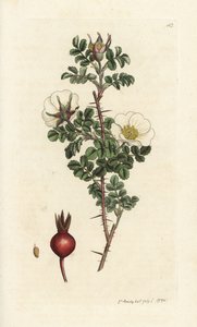 Rosa spinosissima. Handkolorierter Kupferstich von James Sowerby aus James Smiths English Botany, London von William Hayes