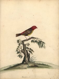 Tigerfink, Amandava amandava. Handkolorierter Kupferstich von William Hayes aus Portraits of Rare and Curious Birds from the Menagery of Osterly Park von William Hayes