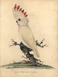 Mandarinente, Aix galericulata. (Chinesische Ente, Anas galericulata) Handkolorierter Kupferstich einer Illustration von William Hayes aus Portraits of Rare and Curious Birds from the Menagery of Osterly Park, London: Bulmer