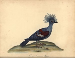 Westliche Krontaube, Goura cristata. Handkolorierter Kupferstich einer Illustration von William Hayes aus Portraits of Rare and Curious Birds from the Menagery of Osterly Park, London