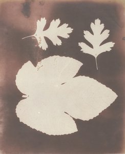 1. Feigenblatt. 2. Weißdornblatt von William Henry Fox Talbot