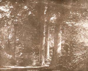 Buchenbäume, Lacock Abbey, um 1844 von William Henry Fox Talbot