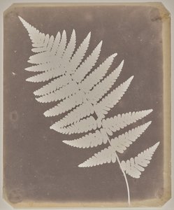 [Farn] von William Henry Fox Talbot