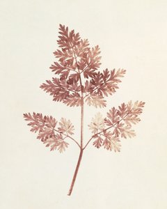 Blätterwedel, 1843