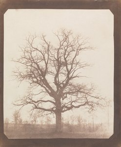 Eiche im Winter von William Henry Fox Talbot