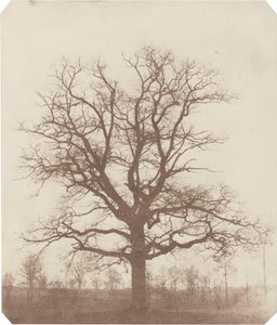 Eiche, Mitte der 1840er Jahre von William Henry Fox Talbot